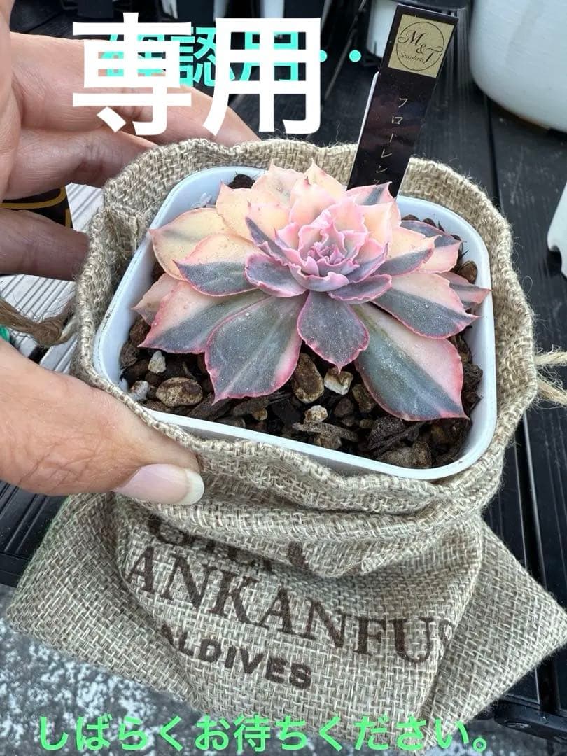 多肉植物　フローレンス錦　抜き苗　カット苗