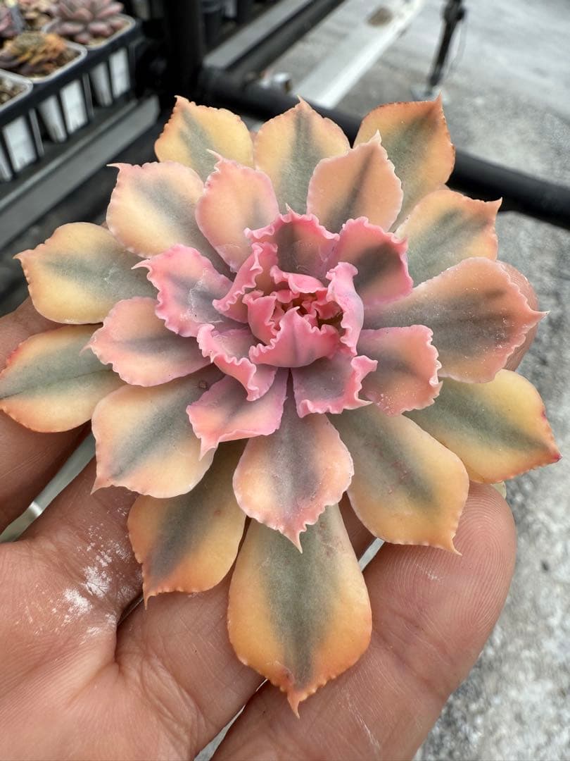 多肉植物　フローレンス錦　抜き苗　カット苗