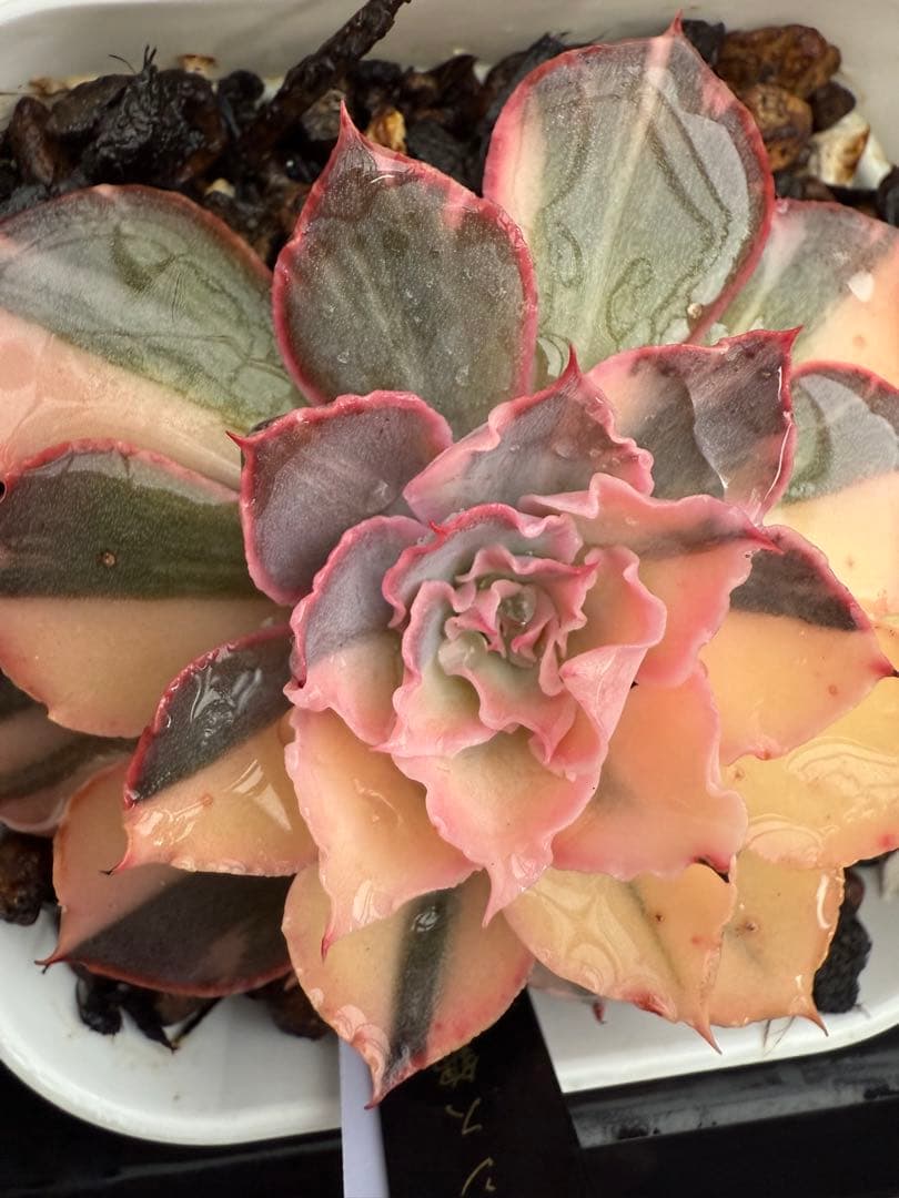 多肉植物　フローレンス錦　抜き苗　カット苗