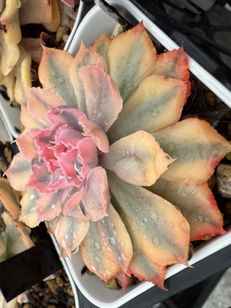 多肉植物　フローレンス錦　抜き苗　カット苗