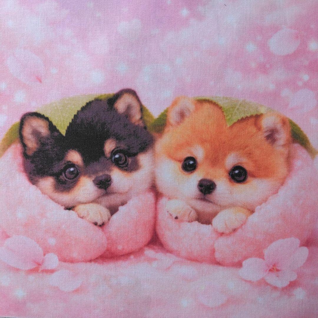 ☆受付☆柴犬 No.A