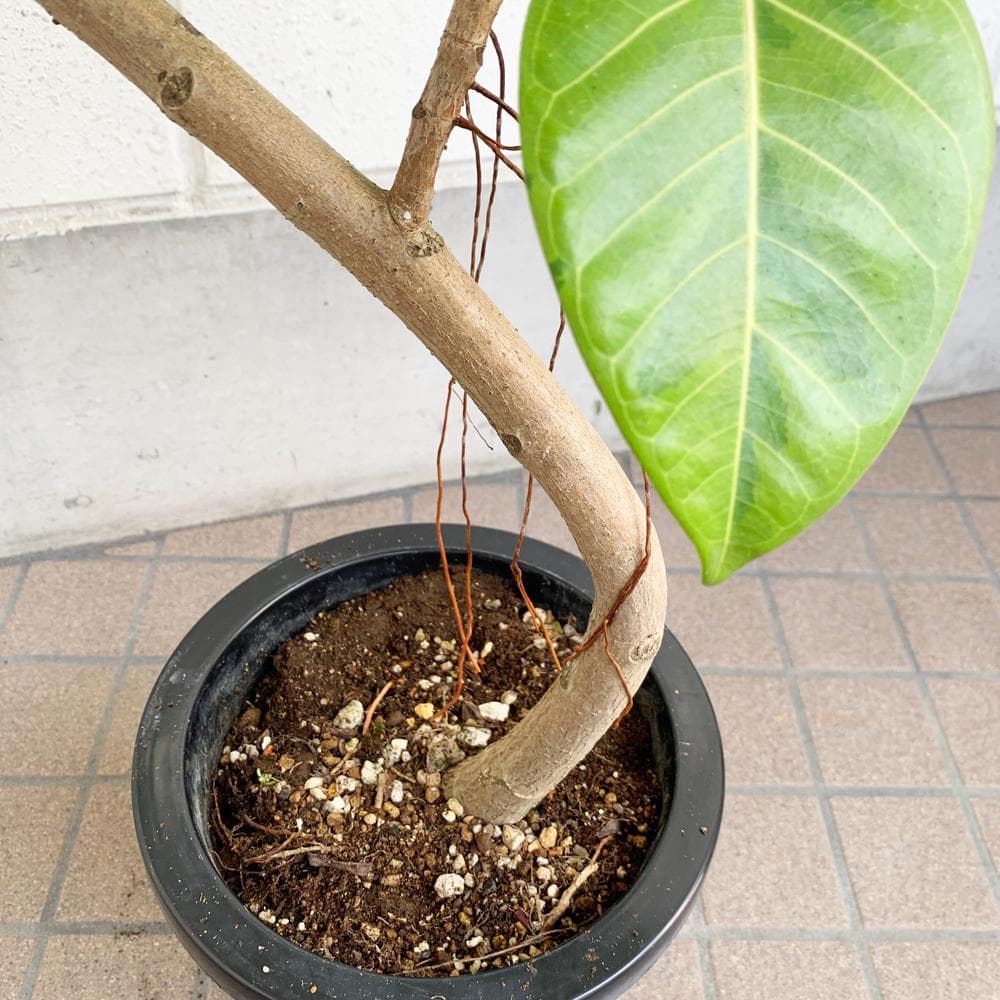フィカス・アルテシーマ S字曲がりタイプ 大型 8寸 観葉植物 ゴムの木