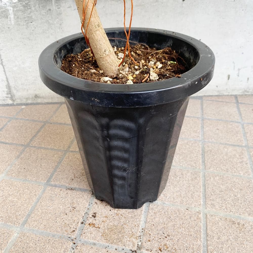 フィカス・アルテシーマ S字曲がりタイプ 大型 8寸 観葉植物 ゴムの木