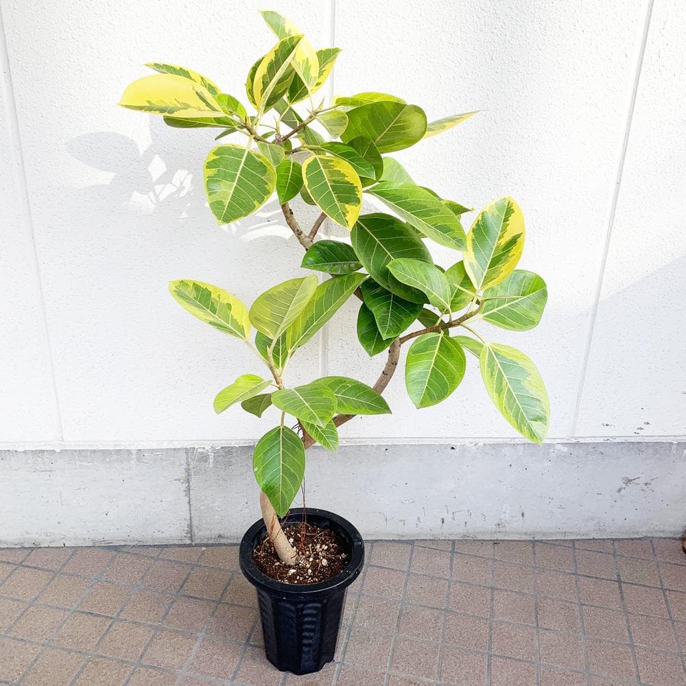 フィカス・アルテシーマ S字曲がりタイプ 大型 8寸 観葉植物 ゴムの木