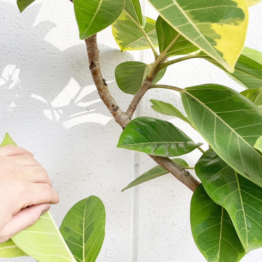 フィカス・アルテシーマ S字曲がりタイプ 大型 8寸 観葉植物 ゴムの木