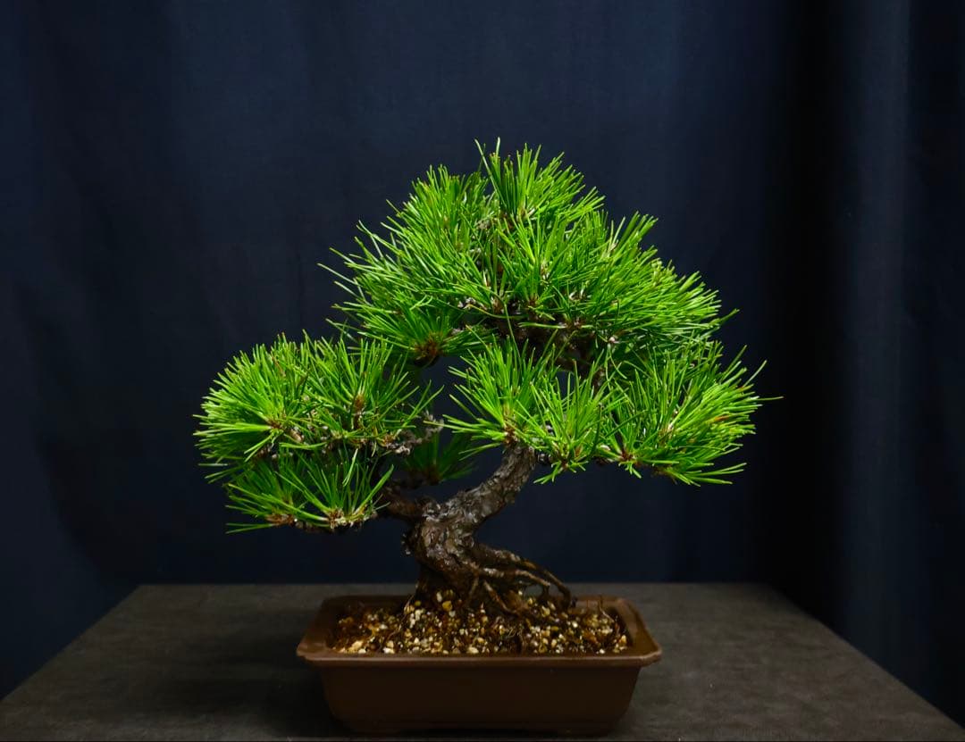 m*s様 フォロワー200人記念　サービスオークション 小品盆栽　黒松　双幹　盆