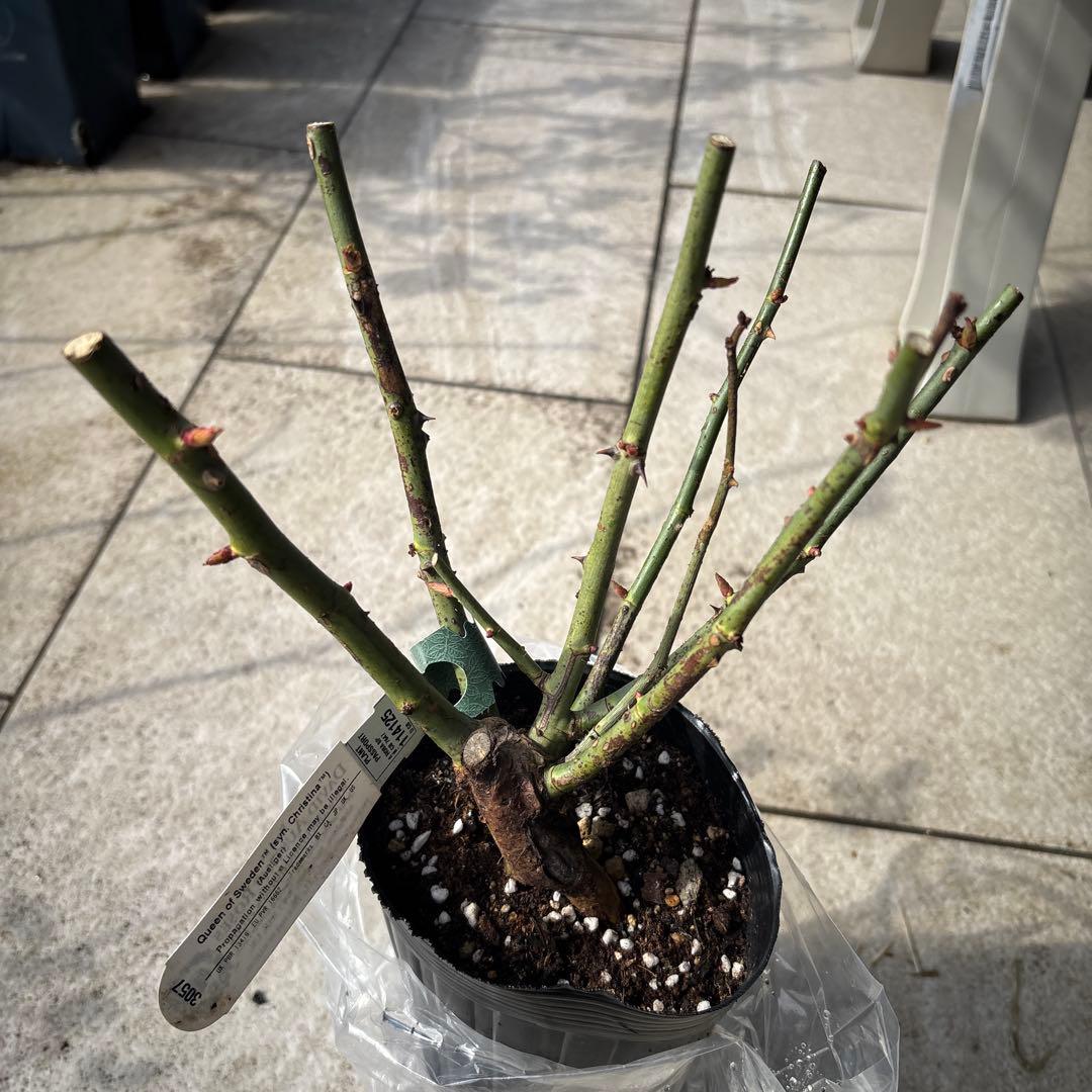 イングリッシュローズ クイーンオブスウェーデン & レディオブシャーロット 大苗