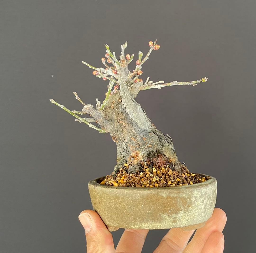 白木盆栽園　野梅　小品盆栽　樹高12センチ　楓カエデ紅葉モミジ欅ケヤキミニ盆栽