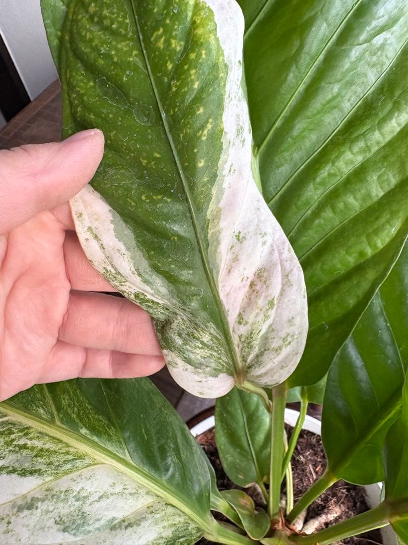 特大 アンスリウム フーケリー 斑入り 5号