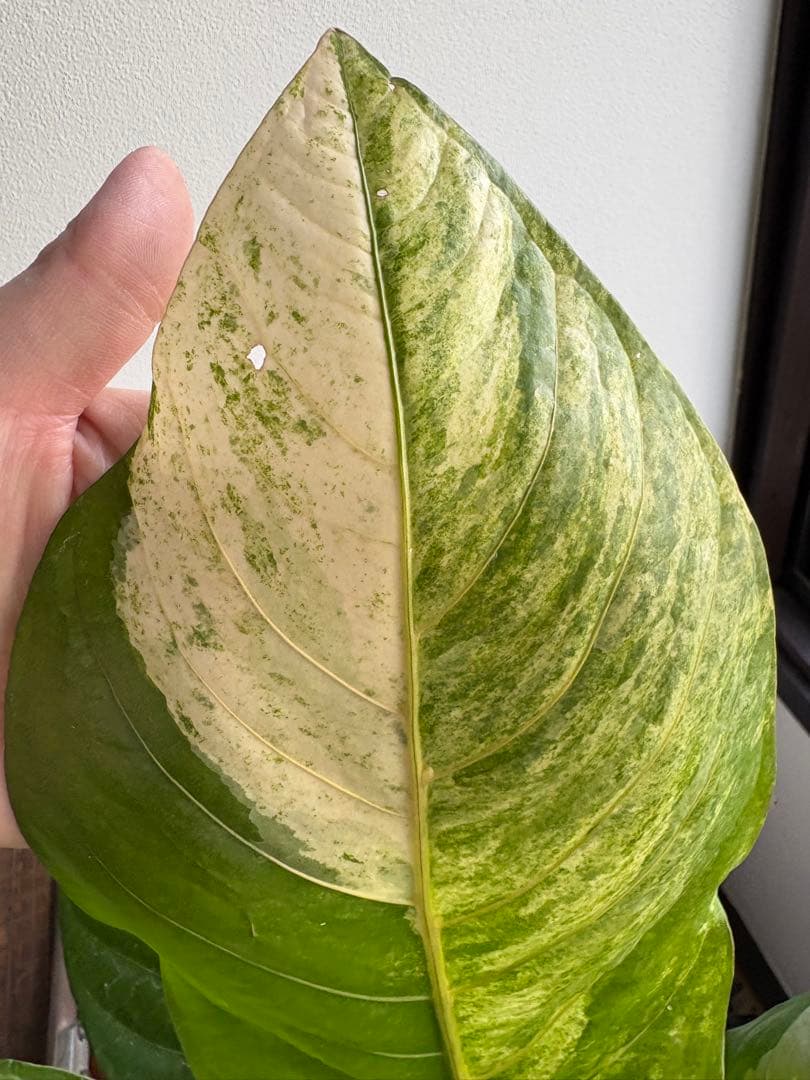 特大 アンスリウム フーケリー 斑入り 5号