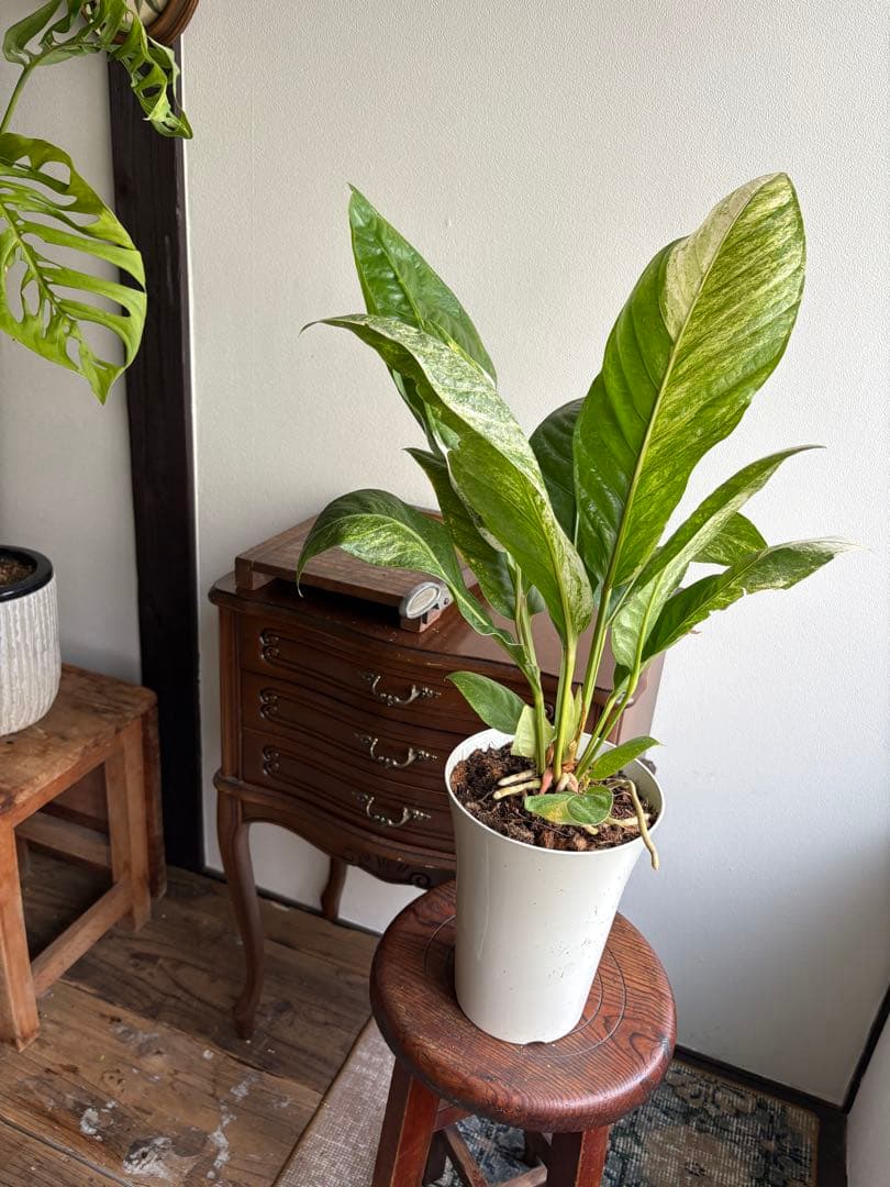 特大 アンスリウム フーケリー 斑入り 5号