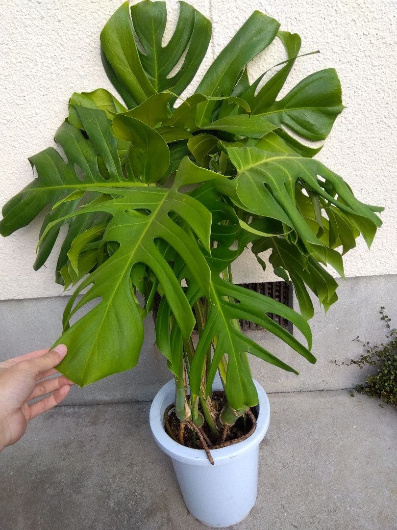 モンステラ　デリシオーサ　8号鉢つき　深穴開き❗2株植え❗　や