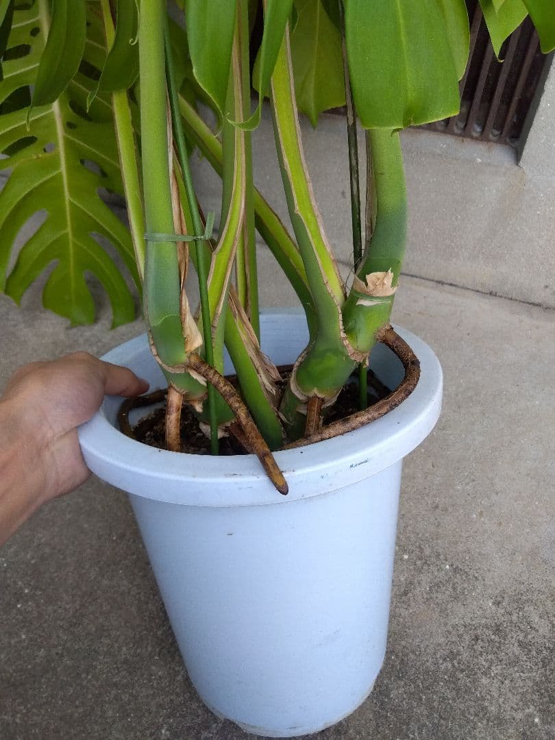 モンステラ　デリシオーサ　8号鉢つき　深穴開き❗2株植え❗　や