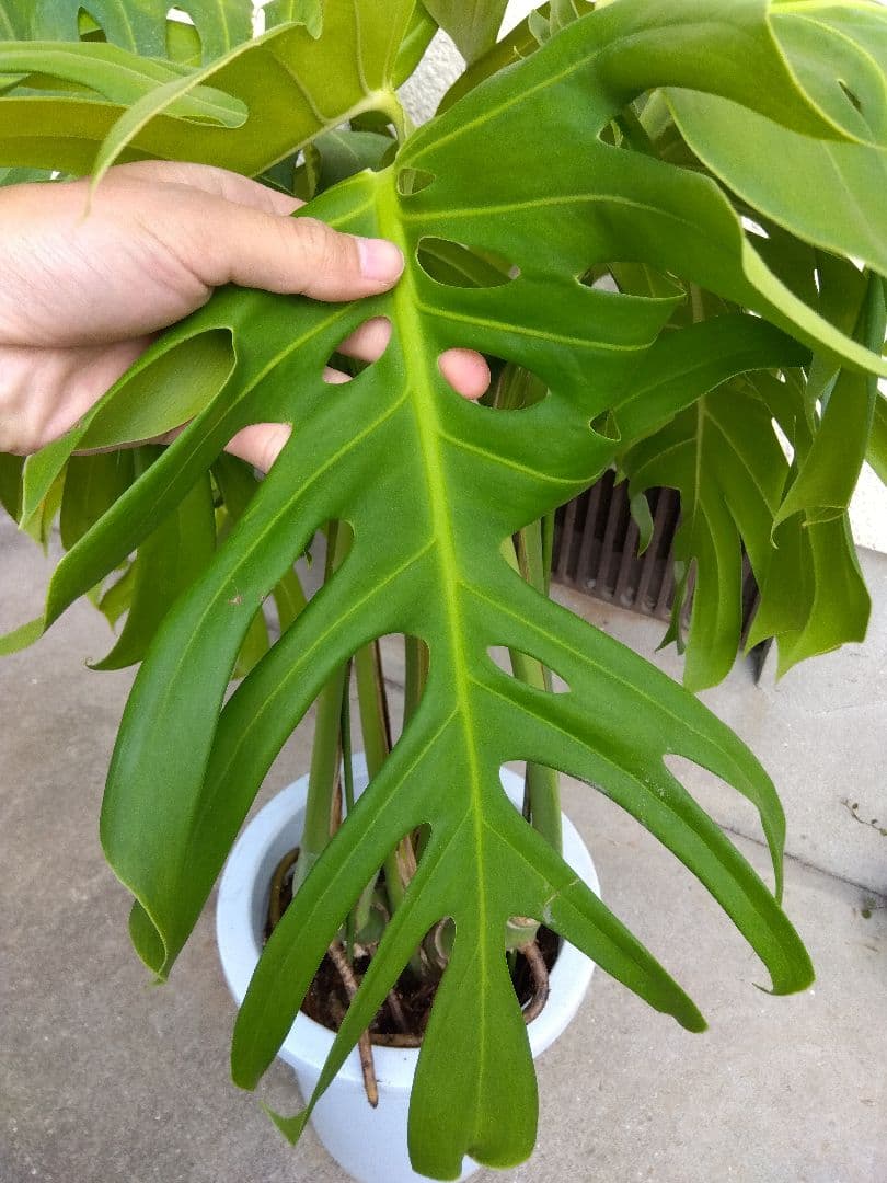 モンステラ　デリシオーサ　8号鉢つき　深穴開き❗2株植え❗　や