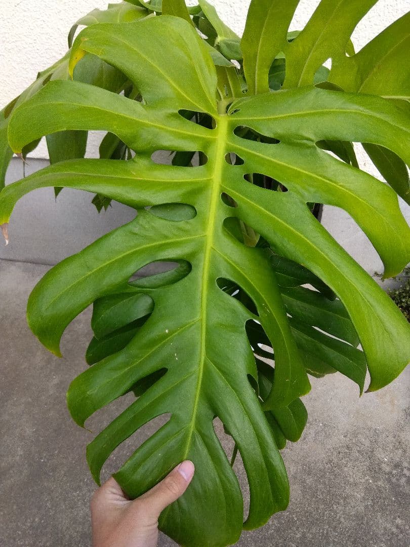 モンステラ　デリシオーサ　8号鉢つき　深穴開き❗2株植え❗　や