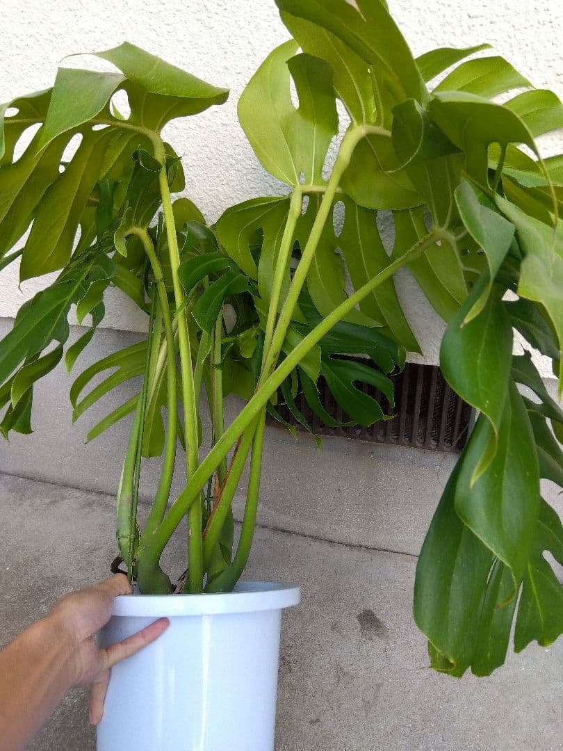 モンステラ　デリシオーサ　8号鉢つき　深穴開き❗2株植え❗　や