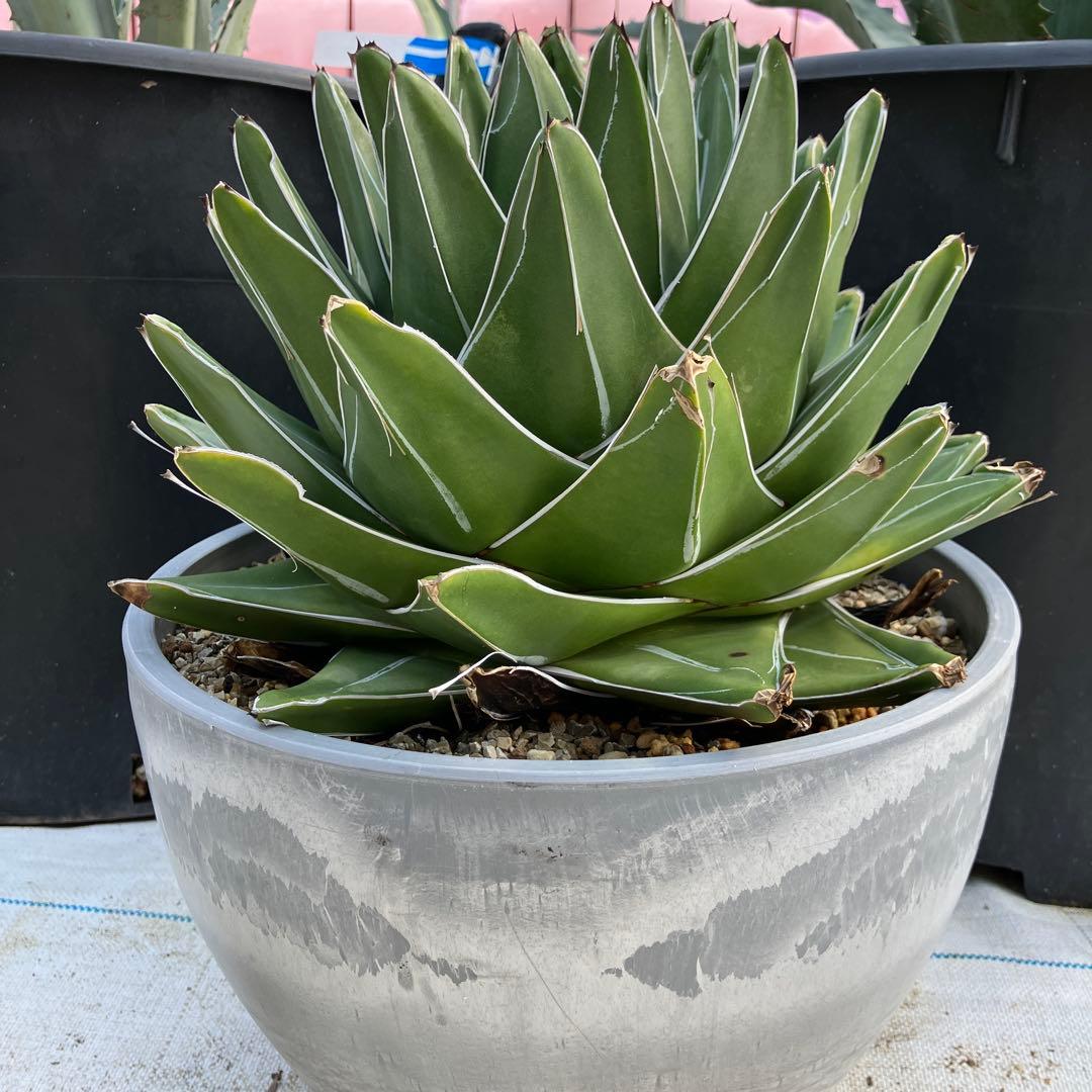 アガベ 笹の雪 “桃太郎” 標本株サイズ　10号鉢　鉢ごと発送