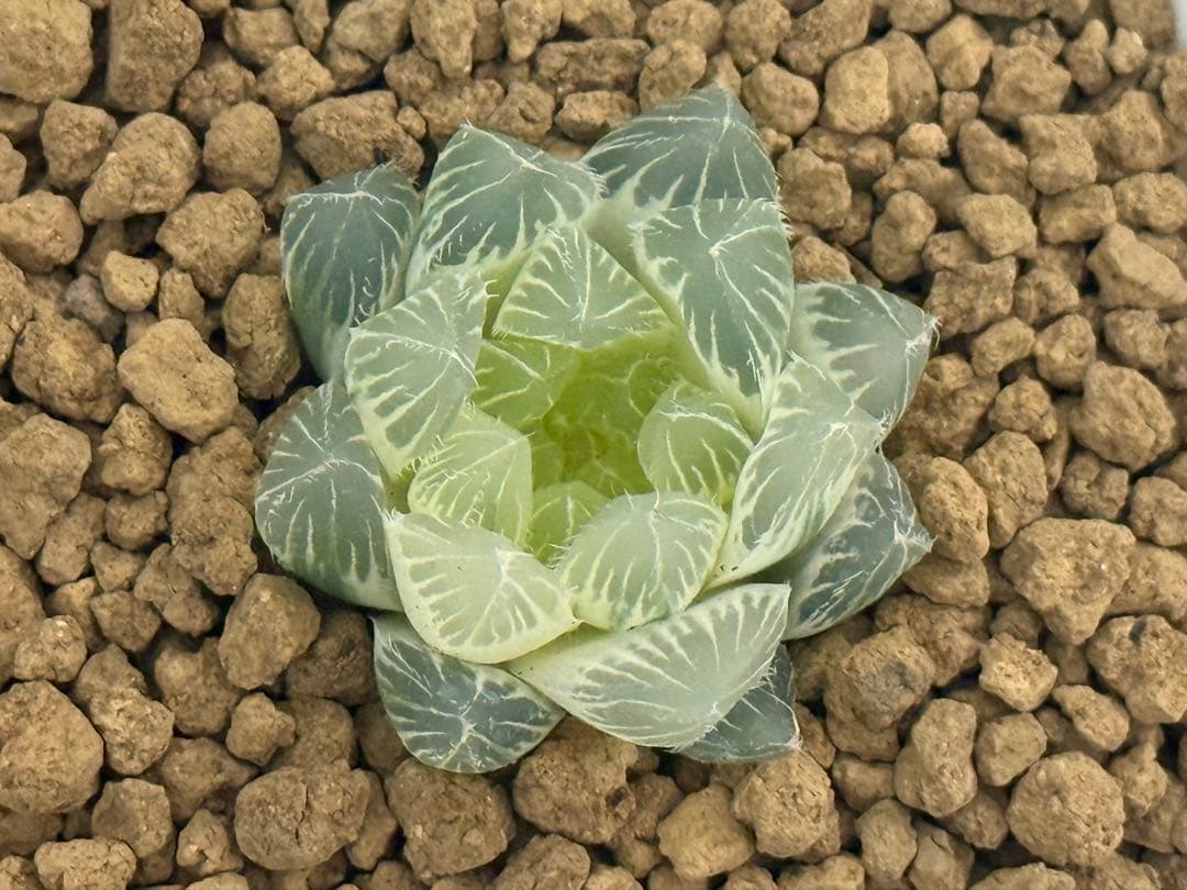 ハオルチア 実生オブツーサ錦 (糊斑)