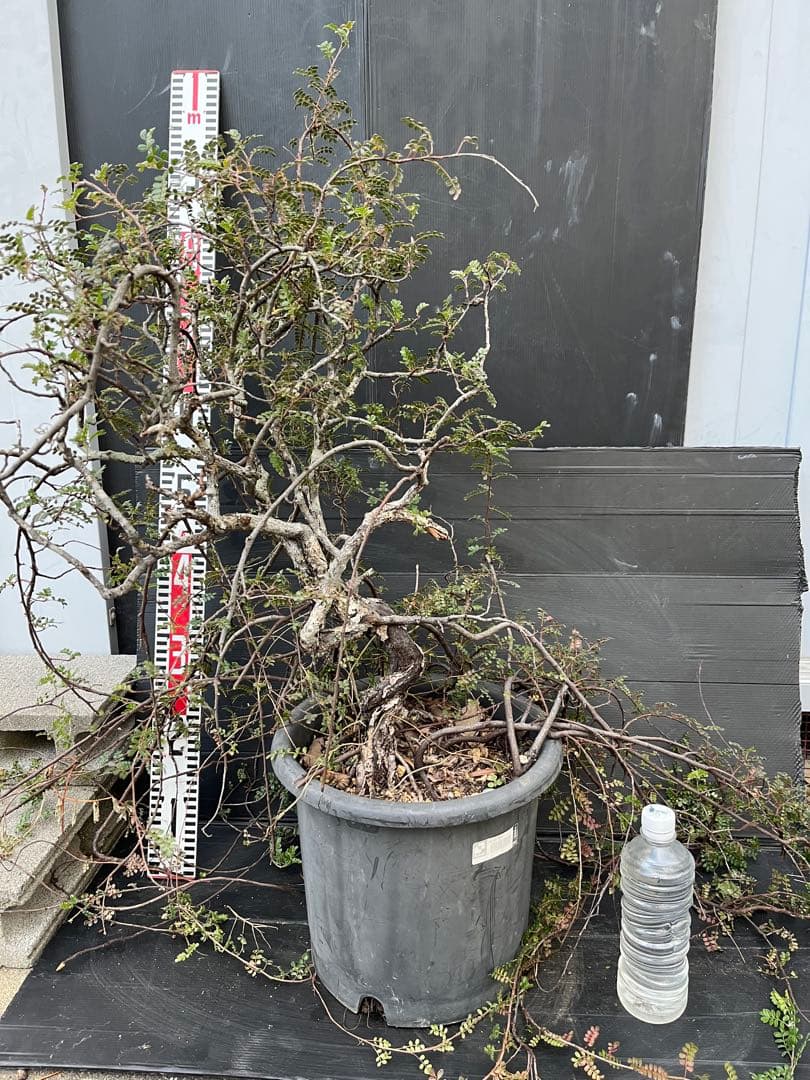 超特大古木　天皇梅　観葉植物 グレー鉢 約70cm