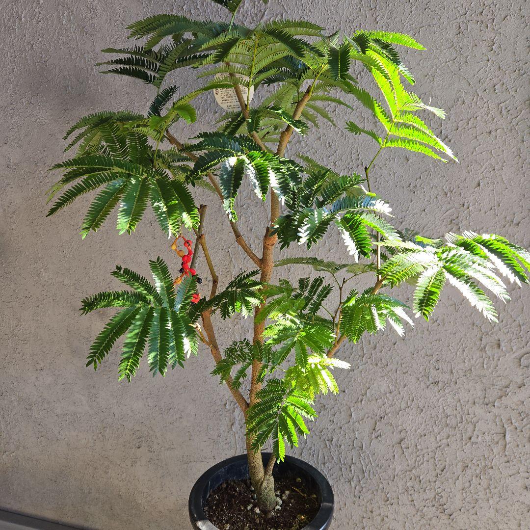 ④　エバーフレッシュ　8号特大苗木最高等級極上品‼️　極太