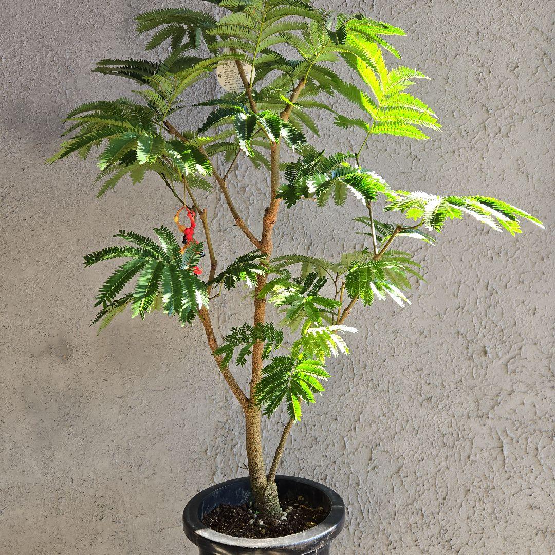 ④　エバーフレッシュ　8号特大苗木最高等級極上品‼️　極太