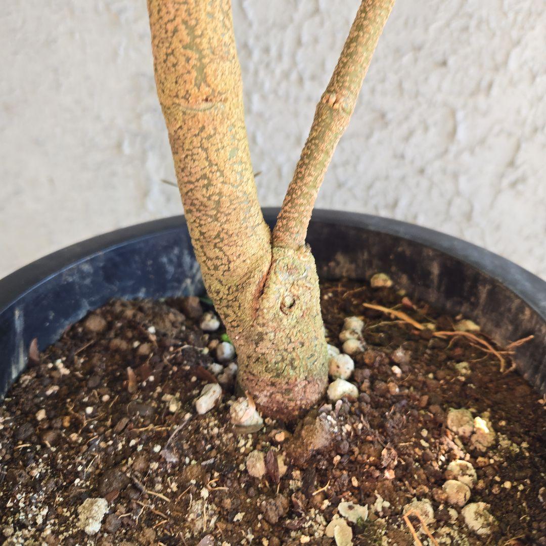 ④　エバーフレッシュ　8号特大苗木最高等級極上品‼️　極太