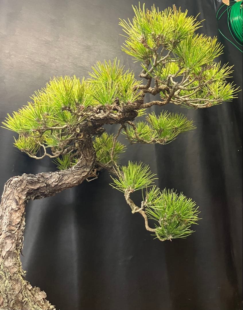 黒松 盆栽