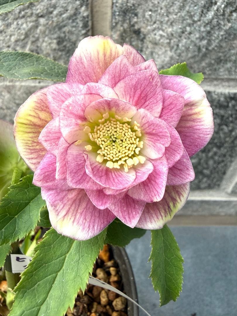 クリスマスローズ　広瀬園芸　グラデーション