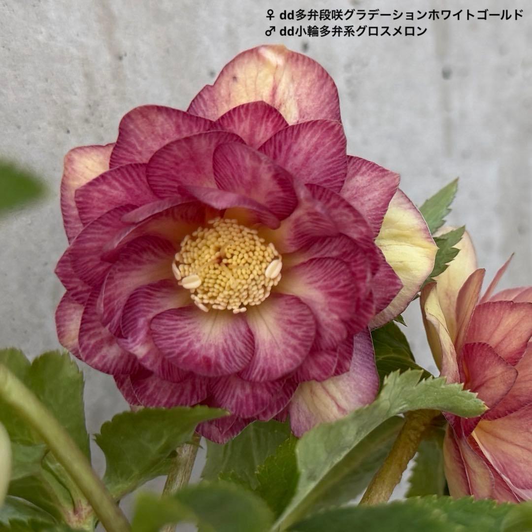 クリスマスローズ　ダブル　4.5号　グロスメロン×グラデーションホワイトゴールド