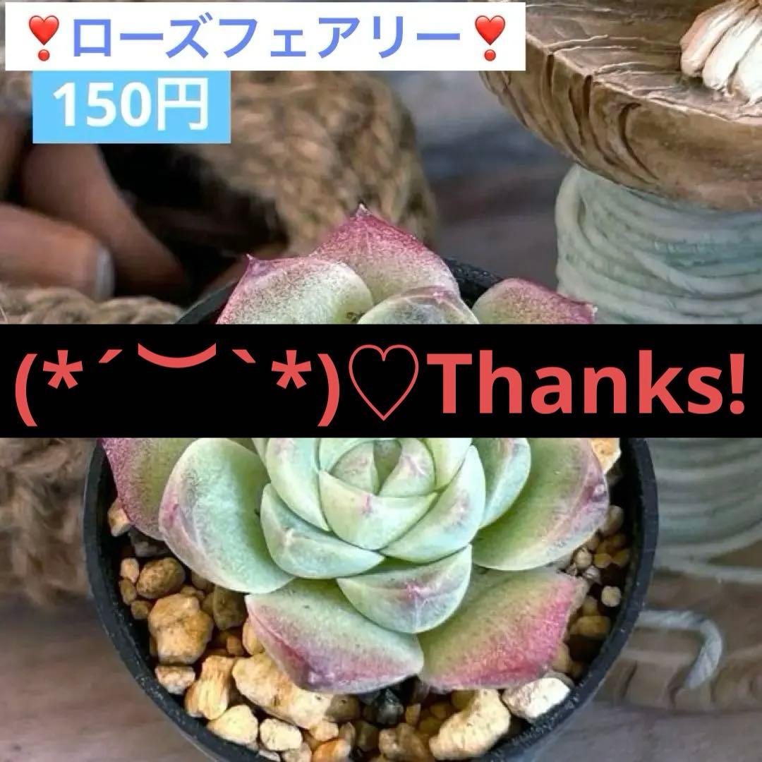 ❣️ローズフェアリー❣️現品 エケベリア 寄せ植え 多肉弁当 多肉植物