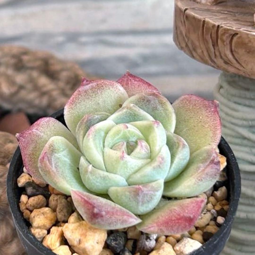 ❣️ローズフェアリー❣️現品 エケベリア 寄せ植え 多肉弁当 多肉植物