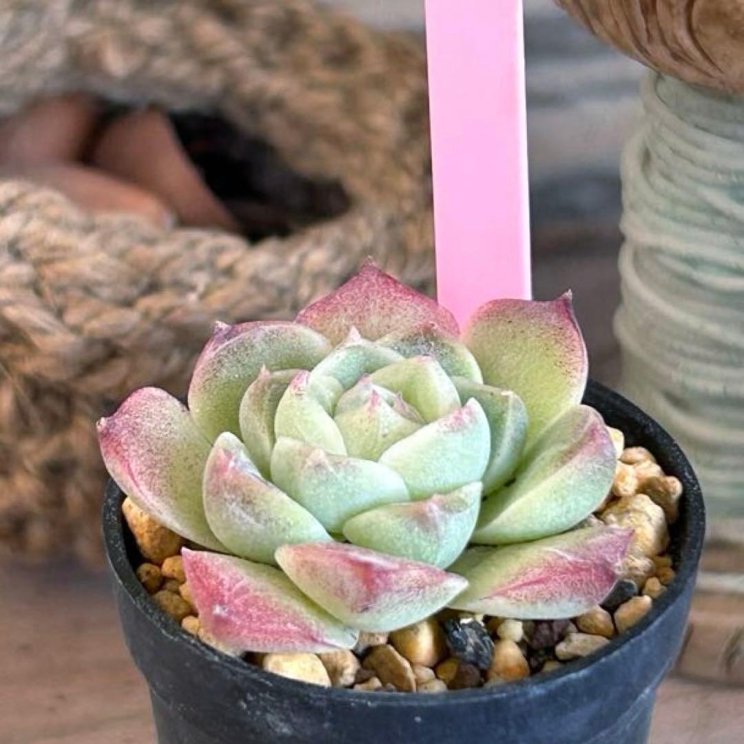 ❣️ローズフェアリー❣️現品 エケベリア 寄せ植え 多肉弁当 多肉植物