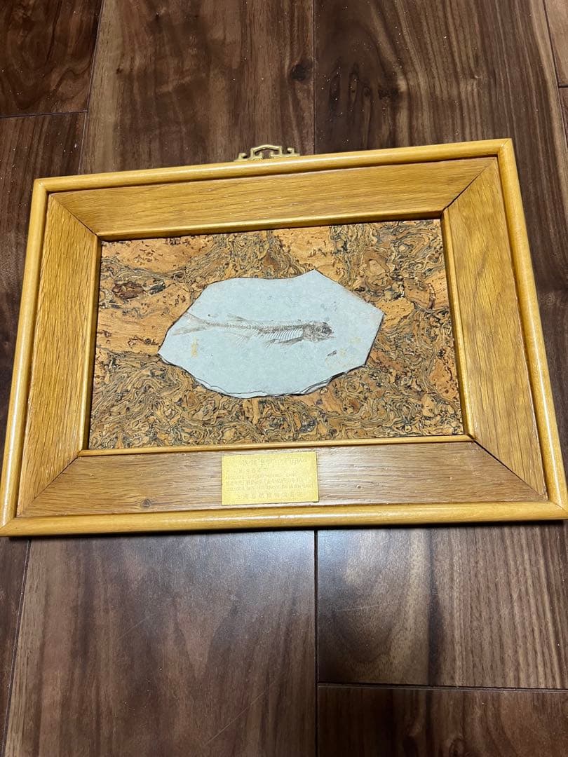 鑑定プレート付ジュラ紀魚化石LYCOPTERA木製額中国遼寧省産後期標本額装