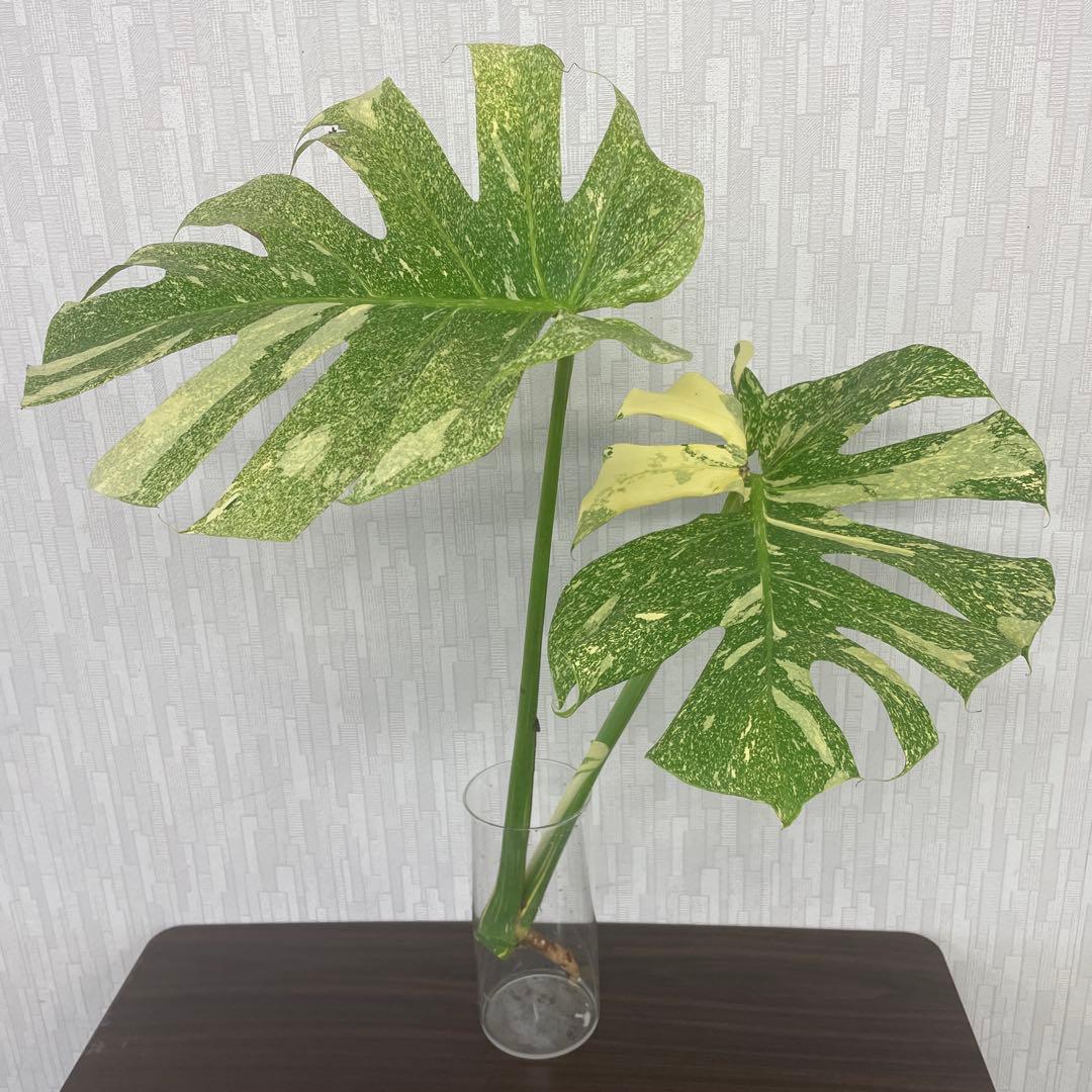 モンステラ　デリシオーサ　スターライト　トップカット