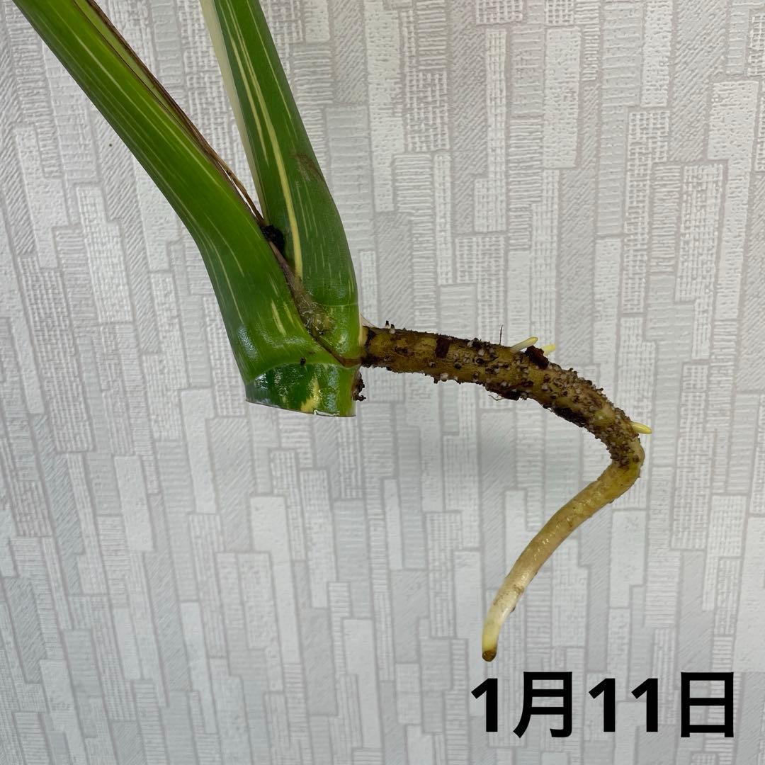 モンステラ　デリシオーサ　スターライト　トップカット