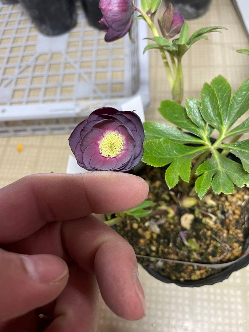 加藤農園 毬姫 クリスマスローズ