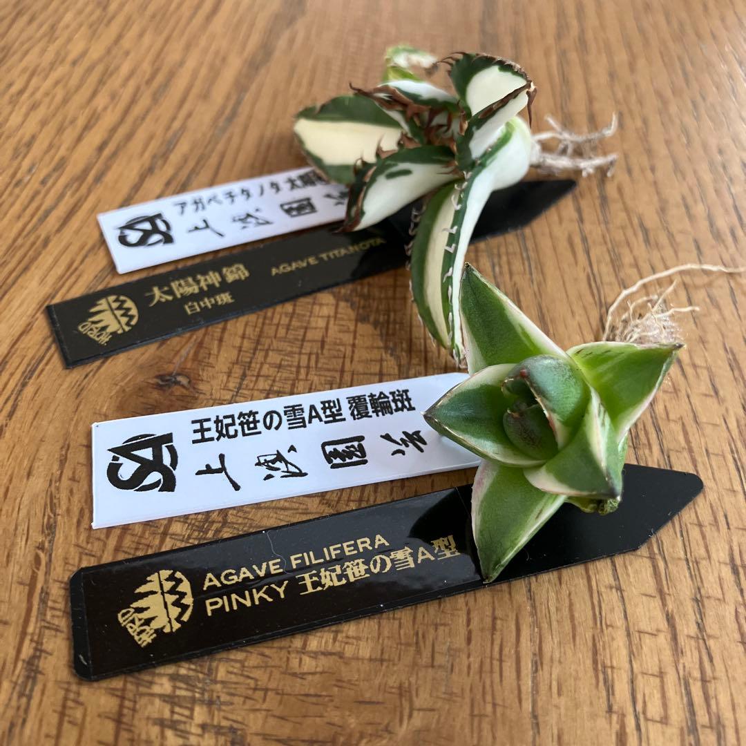 【初売りセット③】87 アガベ 太陽神錦　　ピンキー　TC2株　匿名配送