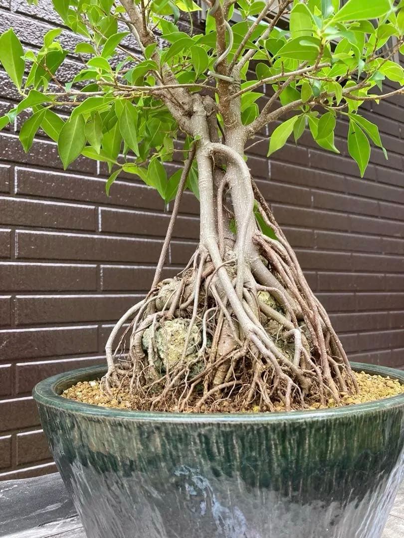 ガジュマル　フィカス 気根付き 観葉植物