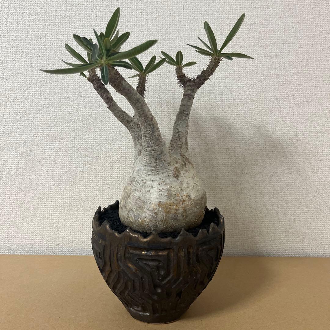 グラキリス現地球　根本峻吾鉢付き