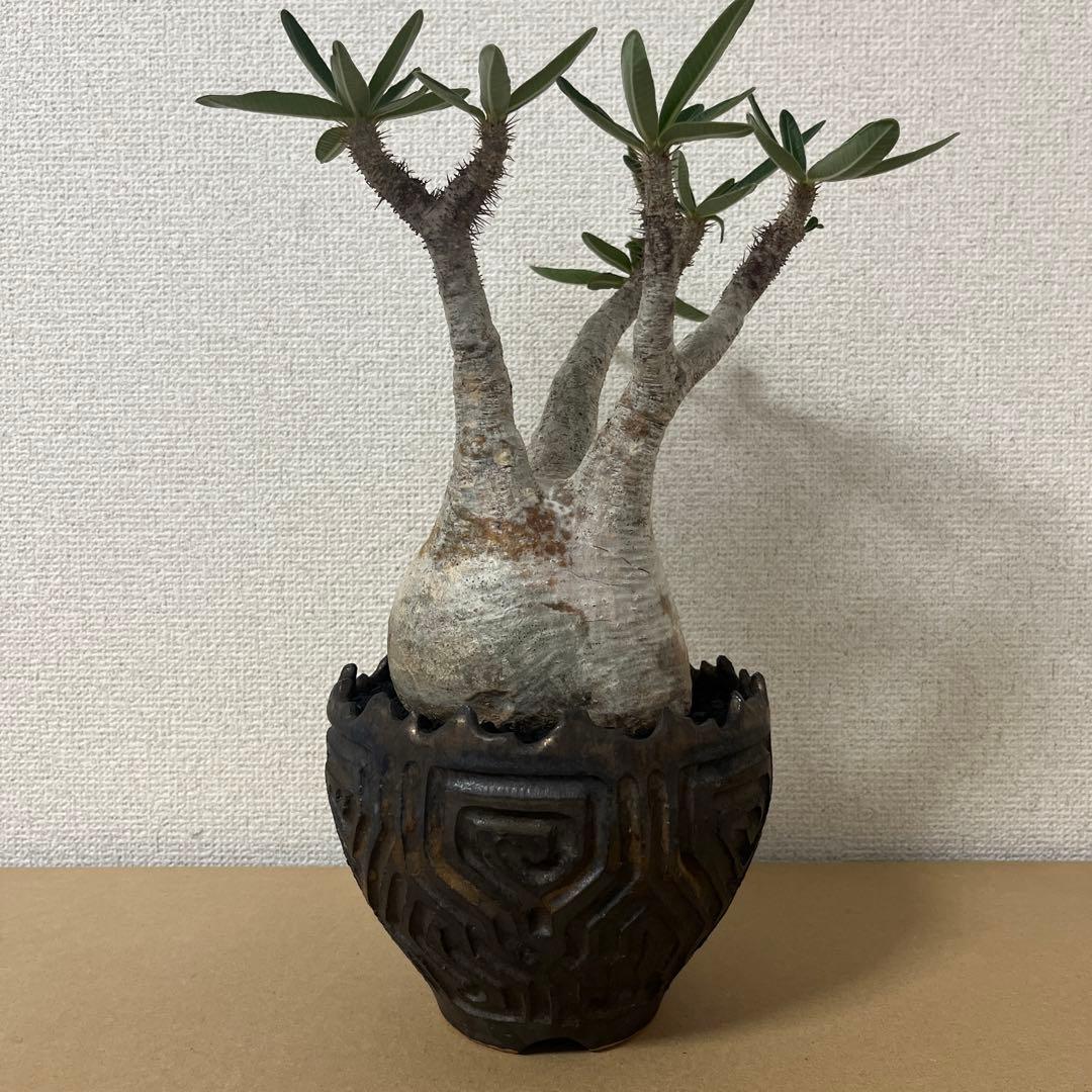 グラキリス現地球　根本峻吾鉢付き