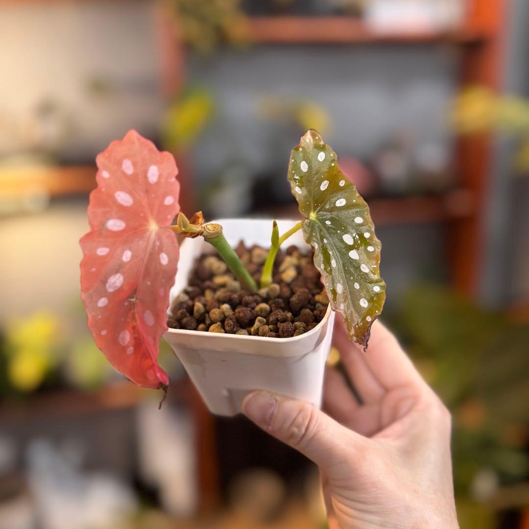 20 ベゴニア　マクラータ　斑入り　激レア