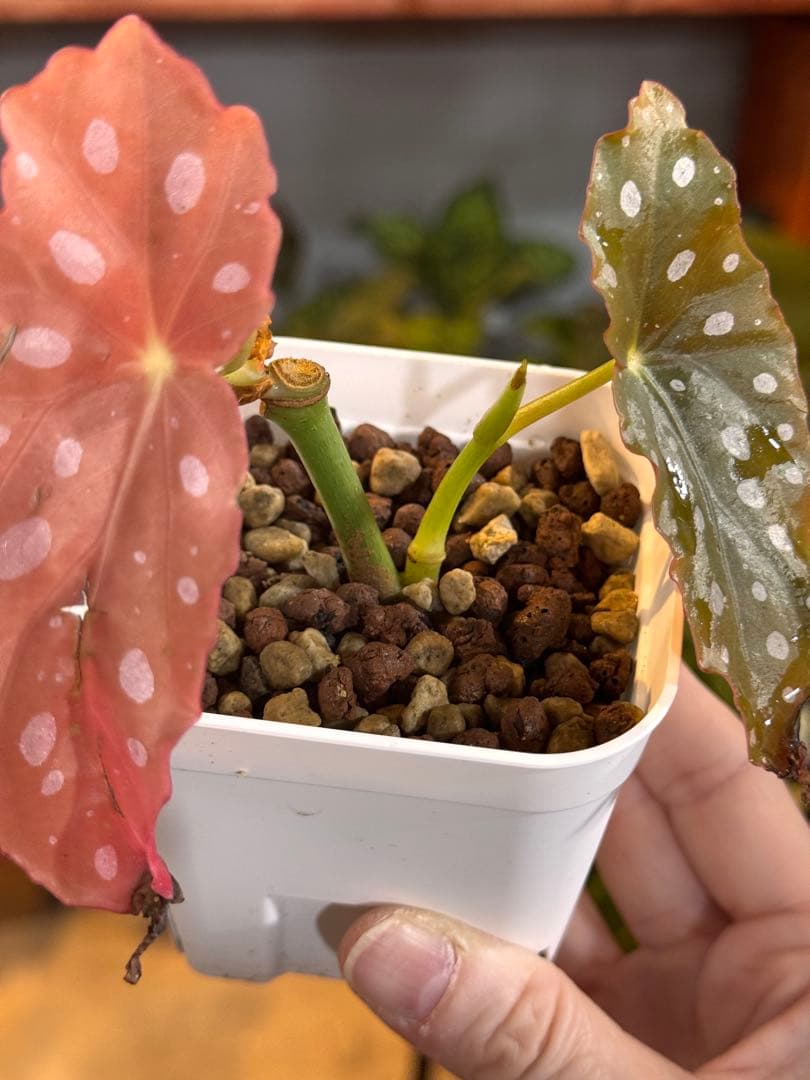 20 ベゴニア　マクラータ　斑入り　激レア