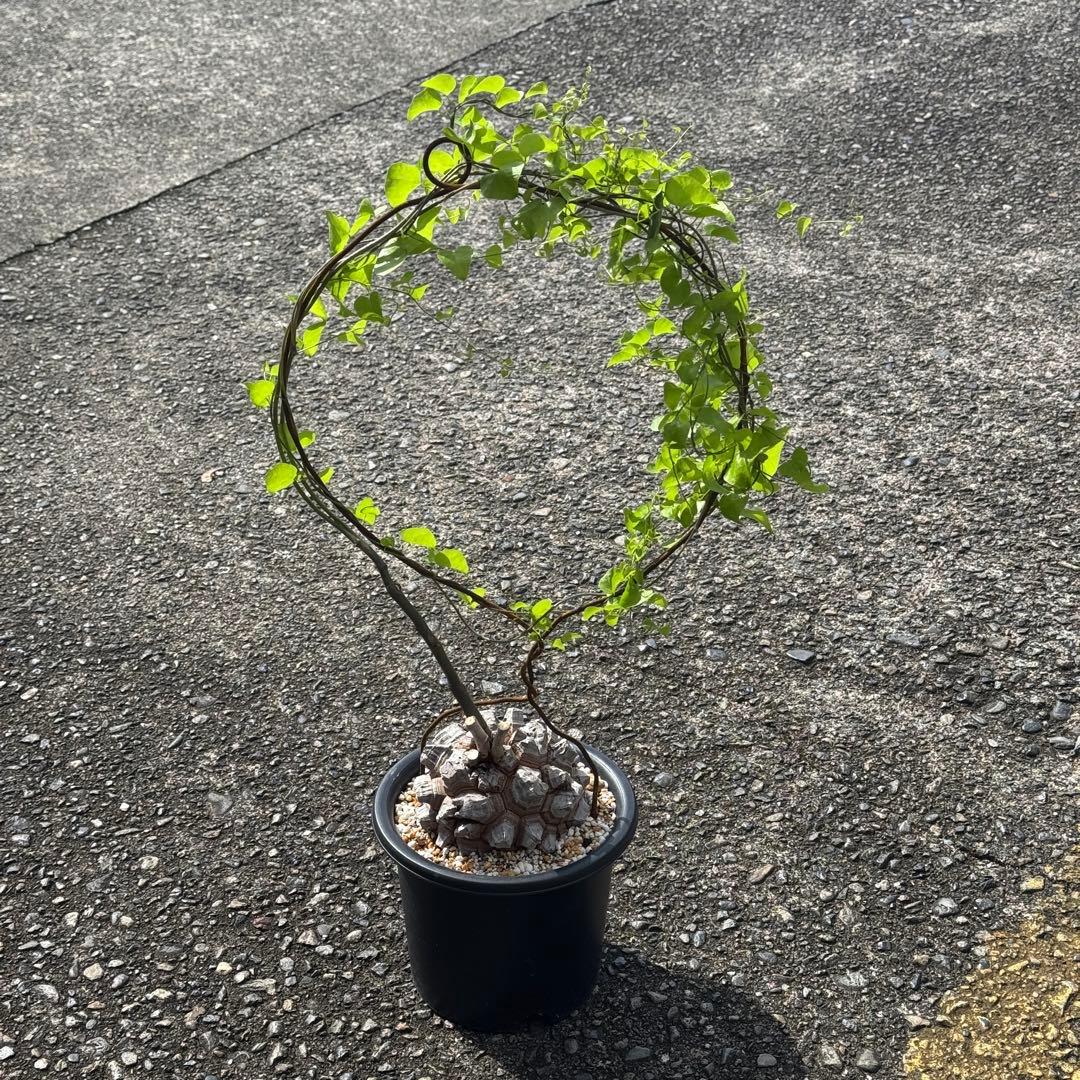 亀甲竜　直径約11センチ