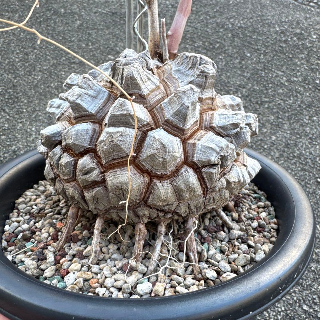 亀甲竜　直径約11センチ