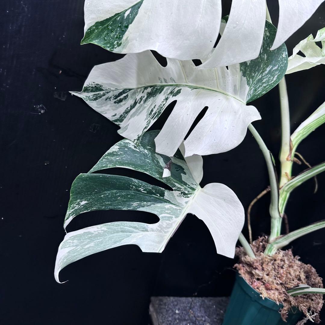 ら*ん様 斑入りモンステラ ホワイトタイガー極美大株61cm白斑多レア