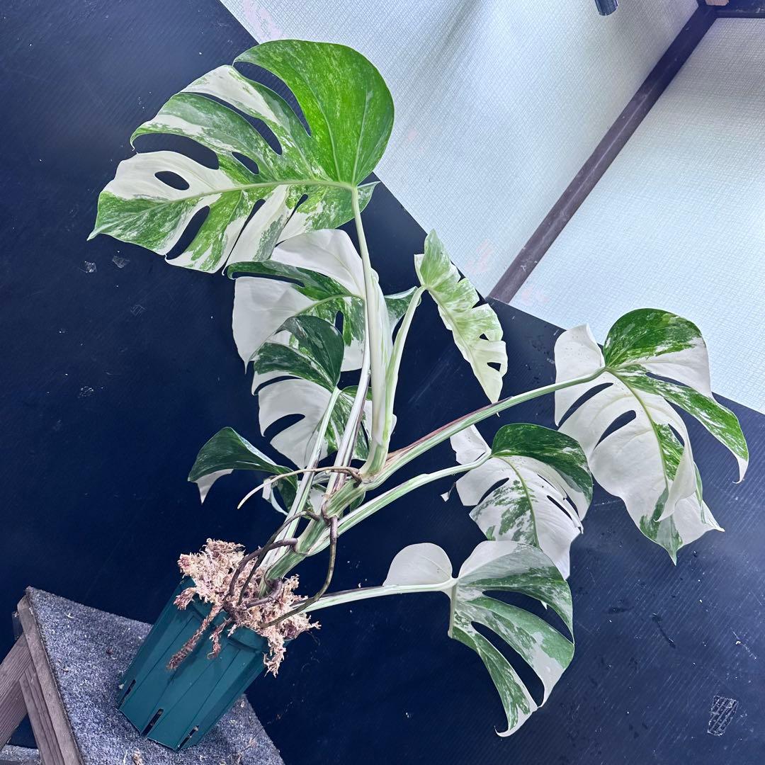 ら*ん様 斑入りモンステラ ホワイトタイガー極美大株61cm白斑多レア