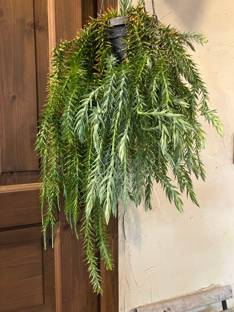 【希少】フペルジア・ゴエベリー 吊り鉢　観葉植物