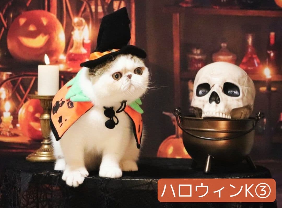 背景布【秋XB】サンプル　ペット撮影用ブース　パンパスグラス　ドライフラワー