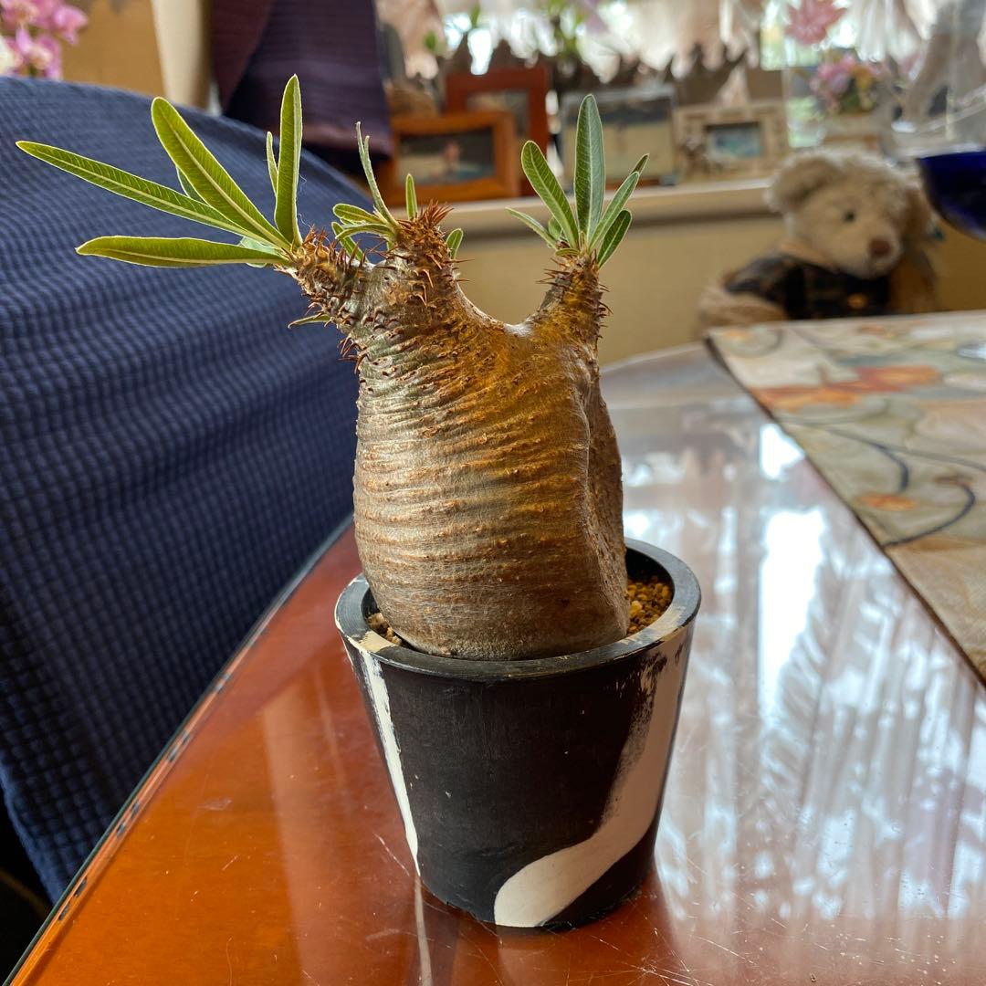 グラキリス訳あり現地球