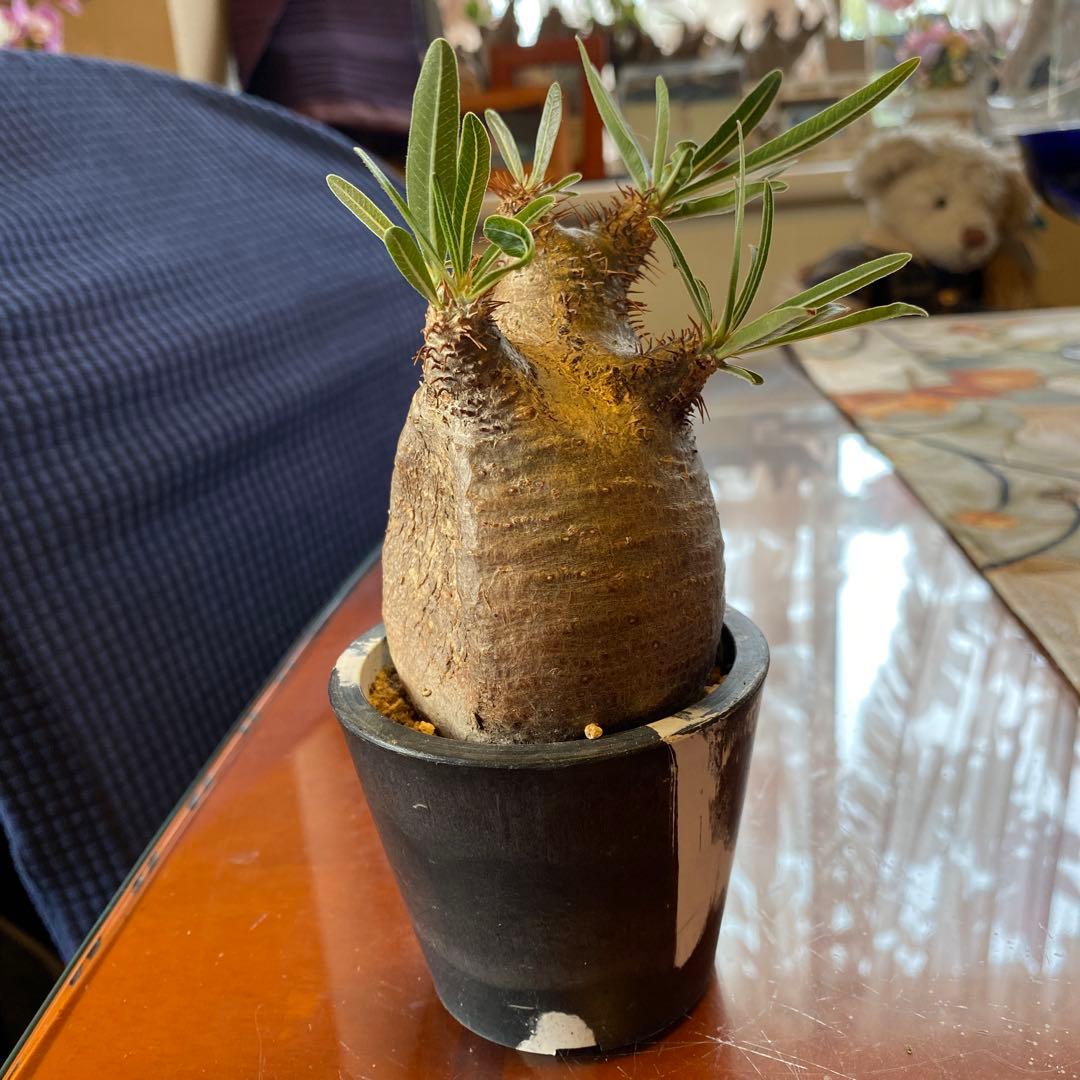 グラキリス訳あり現地球